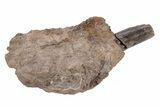 Xiphactinus Pre-Maxillary Bone With Tooth - Kansas #218768-1